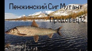 Русская рыбалка 3: Норвегия - Пенжинский сиг мутант