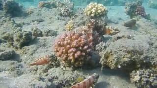 Unbelievable octopus Rudolf with his fish bodyguards!! Egypt, Red Sea, Marsa Alam diving.