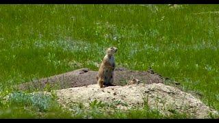 Prairie Dog Hunting