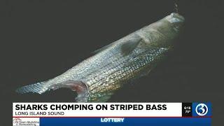 Sharks chomping on striped bass in Long Island Sound