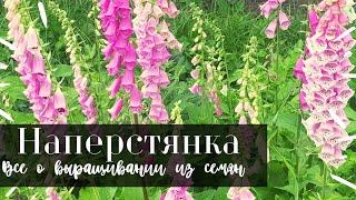 Наперстянка из семян - все этапы выращивания для прекрасного цветения