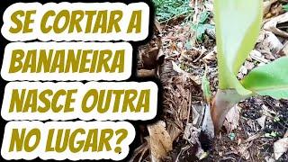 Se cortar a bananeira após produzir o cacho de banana vai nascer outra muda no lugar? Pode cortar?