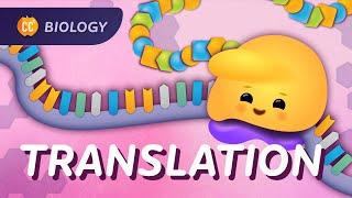 Translation: How RNA Gets Translated into Protein Power: Crash Course Biology #35