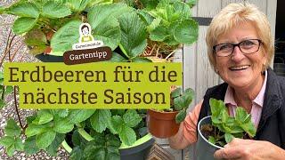 Erdbeeren für die nächste Saison vorbereiten und Ableger nehmen | Erdbeerpflanzen vermehren