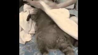 Raccoon. Wash raccoon. Funny animals. Comedy. Енот. Мойка енота. Смешные животные. Приколы.