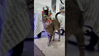 #shorts #SnapCat #catonaleash #catlovers #funny  #catsofyoutube #catshorts #catvideos #cats #foryou