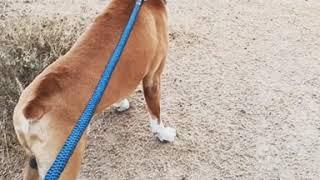 Boxer dog attacking