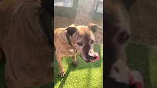 Video of adoptable pet named Bison