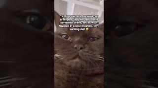 Send help!  #mikaandmocha #diet #cats #cutecat #funnycats #bsh #browncar #sendhelp #funnycatvideos