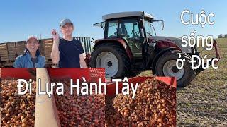 Thu hoạch hành tây tím, trắng với chủ farm. Người Việt ở Đức | Cuộc sống nông thôn ở Đức