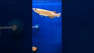 Online Fish Shopping in India / Fish Tank for SALE - Call Anil 9210090877 #trending #viral #shorts 8