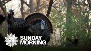 Nature: Turkeys in South Dakota