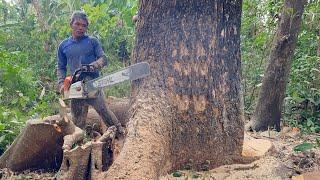 Never give up... Cut down a big tree in the heavy rain ‼️