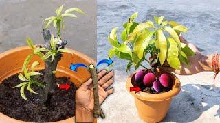 Creative Ideas Grow Mango Tree From Cuttings || Using Cocopeat And Sand Get 100% Results 