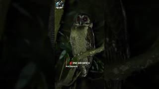 how owl see at night #owl #owls #nightvision #ultraviolet #infraredlight #owlvideo #information