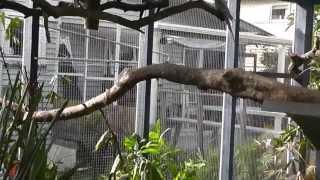 Large Aviary. Walk in Aviary Overview, Construction, Plantings, Birds @ Cockatiel Companion