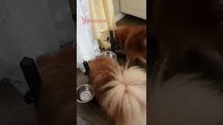 ужинаем️️️ #боня #лола