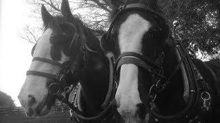 Breaking a pair of Shires