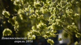 Весенний Новомосковский лес, апрель 2016