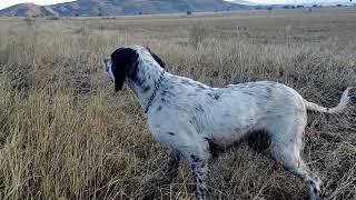 Bıldırcın Avı 2024 Ercan Pointer Setter Hunting quail #pointer #setter