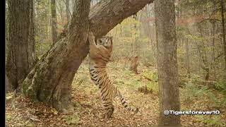 Huge wild male siberian tigers, compilation.
