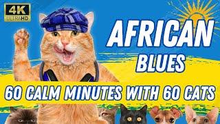 African Blues in Cat Sanctuary @1001pawsTV  - Relax with Calm Music