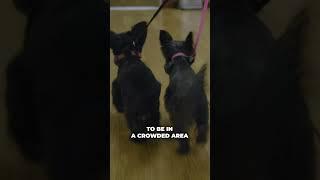 Maintaining the Heel Command: Step By Step (4/4) #heel #dogtraining #dogtips
