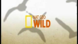 Nat Geo Wild ident 2008 to Present - Closedown and Tiger ident