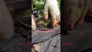 Уход за клубникой после плодоношения