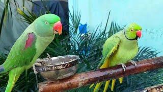 Amazing Talking Ringneck Parrot Video