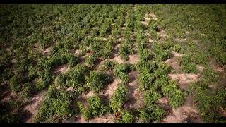 Drone in Agriculture | Field of Peppers