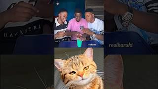 Fun  #cat #meme #dance #trending