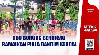 800 BURUNG BERKICAU RAMAIKAN PIALA DANDIM KENDAL