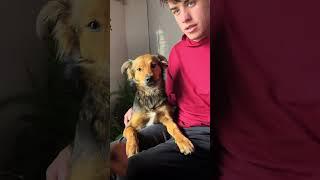 A dog is like a rebellious teenager#funny #funnydogs #pets #funnypets #dog #animals