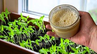 WATER THESE SEEDLINGS FOR POWERFUL ROOTS GROWTH! And other tricks of healthy seedlings!