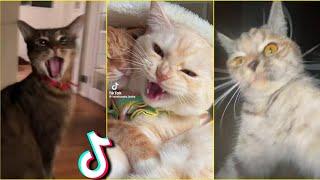 Funny Cats - TikTok Compilation 2024 #1