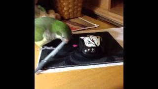 Riley The Quaker Parrot