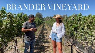 Trailer: Brander Vineyard | The Fiona Moriarty Show