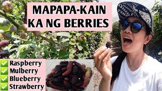 RASPBERRY MULBERRY BLUEBERRY STRAWBERRY PICKING ORGANIC FARM IN ISRAEL | CAREGIVER SISTERS BONDING