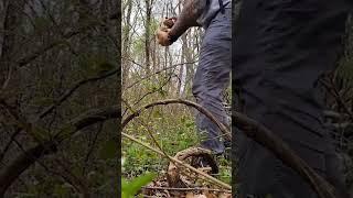 Want to see how to find Morel Mushrooms?