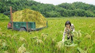 Harvesting Rice For Sell, Farm Animals Care - Ngan's Daily Life Farm Alone | Cương Ngân