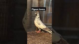 chatri wale kabooter #pakistanipigeons #highflyer #turnament #pigeonvideo #subscribe #1million #view