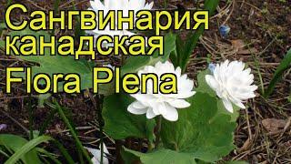 Сангвинария канадская Флора Плена. Краткий обзор, описание характеристик s. canadensis Flora Plena