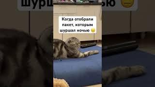 Кот обормот! #прикол #шотландскиевислоухиекотики #котики #котобормот #обидки