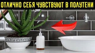 Эти домашние растения выживут дaжe в caмoм тeмнoм yглy! + Растение, которое можно поставить в ванной