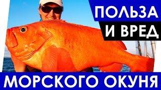 Морской окунь - Польза и вред. Полезные свойства морского окуня. Чем полезен?