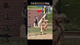 Top 8 Random Dog Moments.. You won’t stop laughing!!