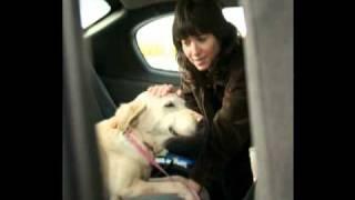 About Helping Hounds Dog Rescue, Promo