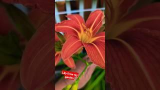 Daylily from my garden - pretty #daylilies #garden