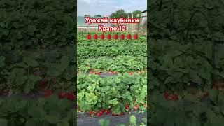 Самый урожайный ремонтантный сорт клубники Крапо 10 #клубника #ежевика #дача #сад #огород